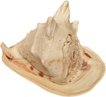 Conch